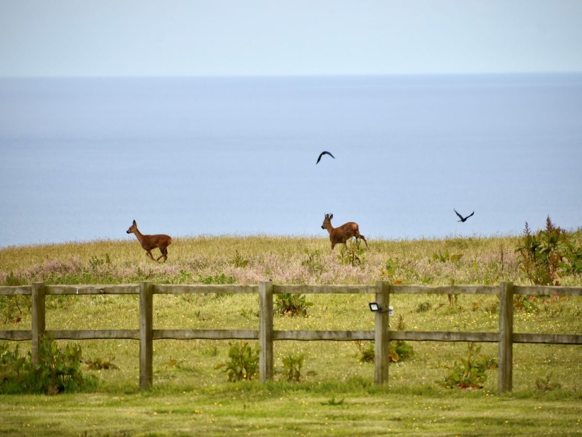 Vakantiehuis in Engeland - Bideford